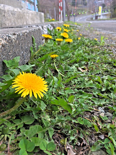 41840806031_3755971b6a_z