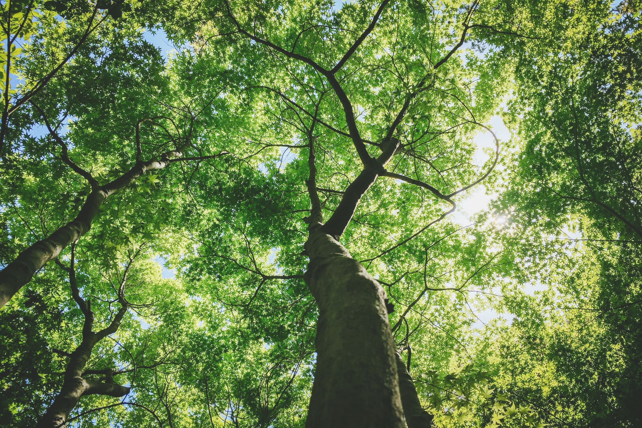 kumiko-shimizu-WBW15MM-OGE-unsplash