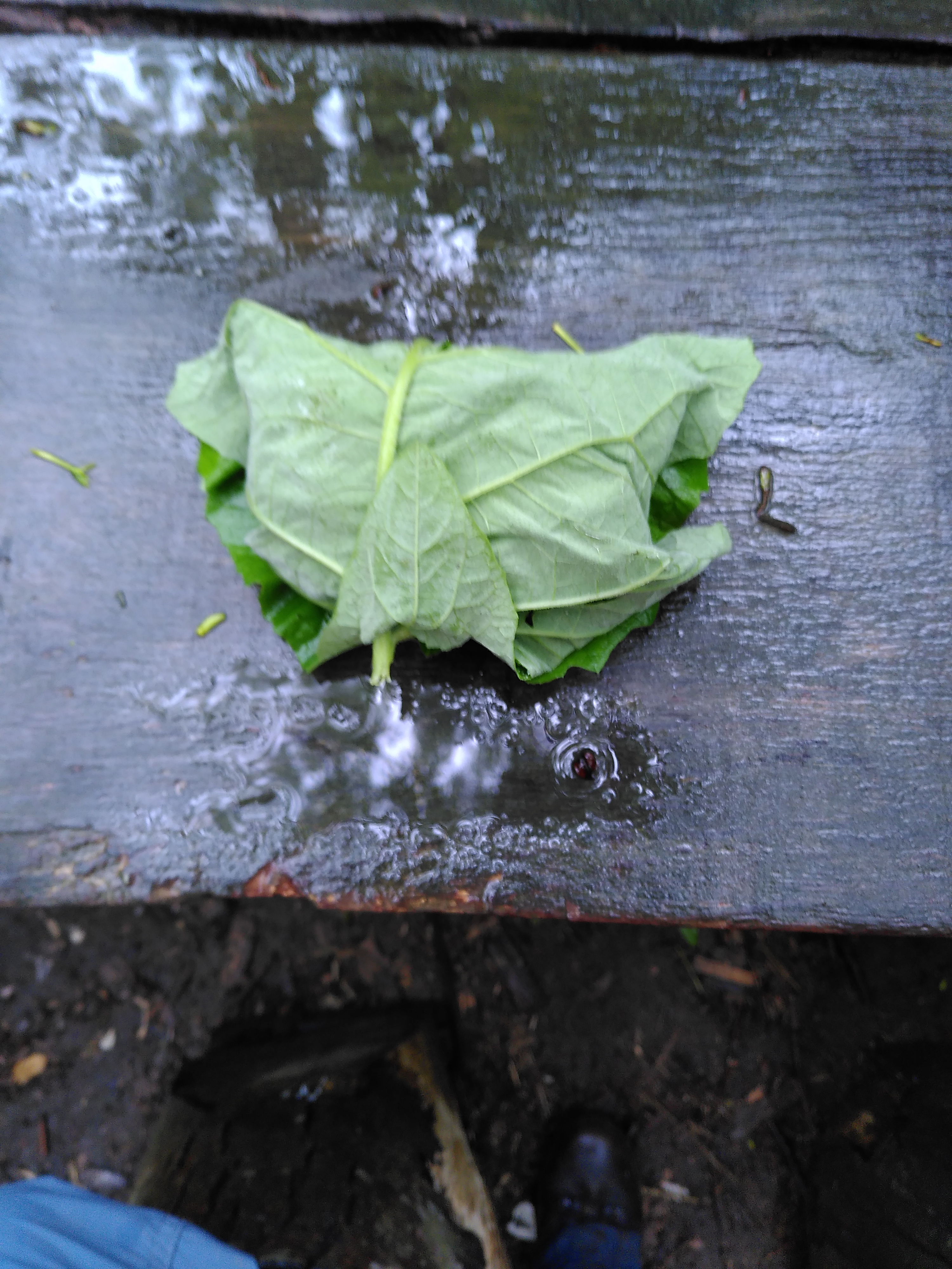 The leaf rolled up into a package around the potato, and held in place with a talk stuck through the top