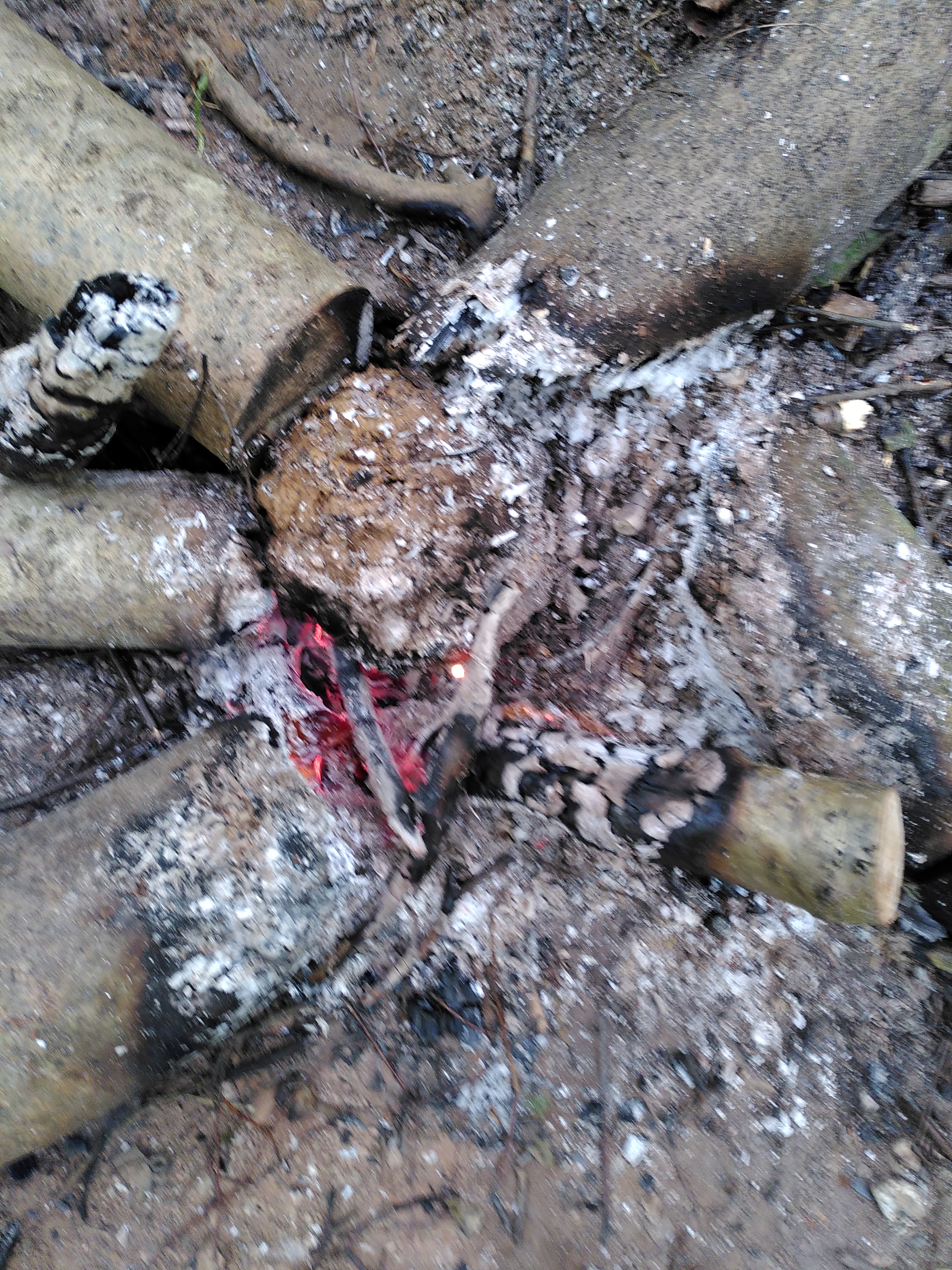Clay and burdock wrapped potato sitting in embers