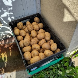 A huge crate of 60 jacket potatoes sitting on our doorstep (on top of the veg box which was delivered at the same time, and our rainbow door mat)