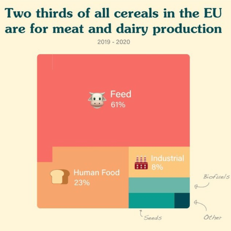 A percentage block chart entitled "Two thirds of all cereals in the EU are for meat and dairy production 2019-2020" It breaks down as 61% feed, 23% human food, 8% industrial and the remaining 8% divided between biofuels, seeds and other