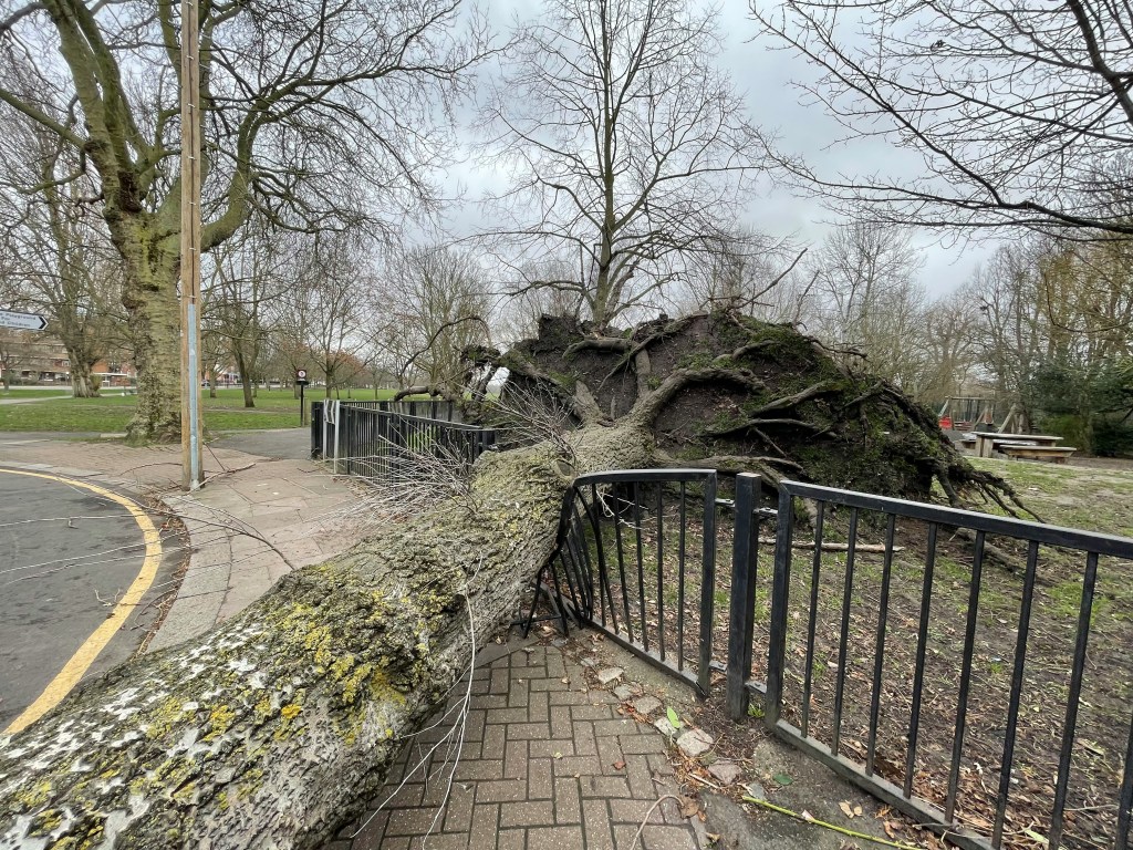 A large fallen tree has crushed a metal fence and blocked a pavement and road in Wandsworth, London